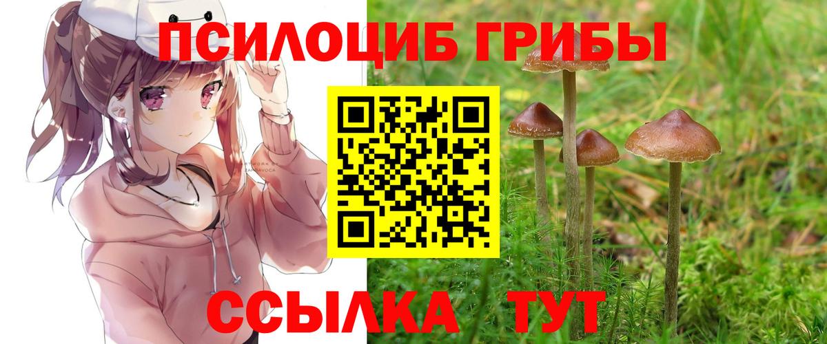 Псилоцибиновые грибы Psilocybine cubensis Ноябрьск
